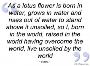 as a lotus flower is born in water buddha