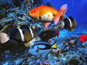 ... -3d-tropical-fish-aquarium-3d-tropical-fish-aquarium-photos.jpg