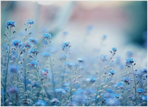 Dark Blue Flowers Tumblr Images 6 HD Wallpapers | amagico.