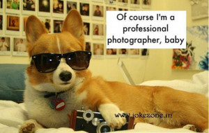 corgi pictures with funny sayings | It's a Dogs World