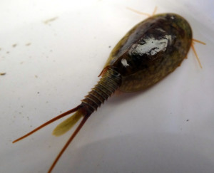 Lepidurus aff. couesii in France 07 Jun 2013 22:47 #29499