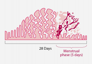 endometrium-cycle.jpg