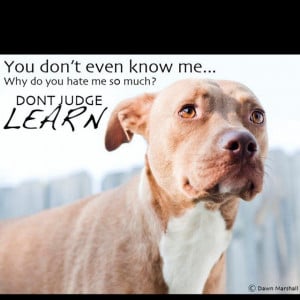 Pitbull Quotes Positive Dont judge a pitbull by its