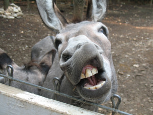 burro donkey outdoors outside wildlife nature animal animals teeth ...