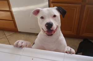 StubbyDog: News - the truth about pit bulls