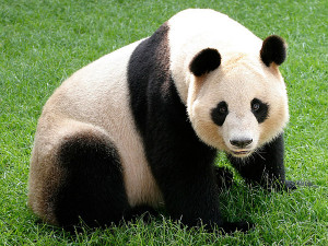 el oso panda taringa