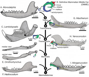 ... the Middle Ear in Mesozoic Therian Mammals. Science, 326, 278 - 281