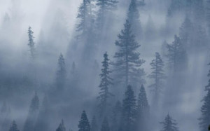 free foggy weather wallpaper application is a super live wallpaper ...