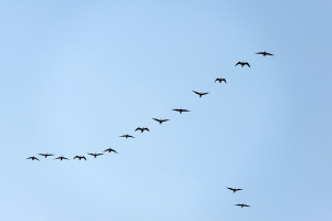 Geese flying in formation through a blue sky