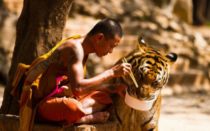 Selected Resoloution: 1280x800 Monk and Tiger Friendship Size: 326995 ...
