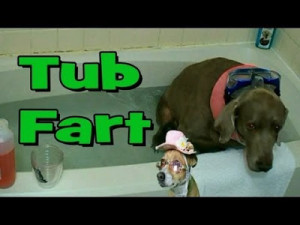 bathtub-fart-funny-dog-farts-underwater-with-funny-dogs-commentary_20 ...