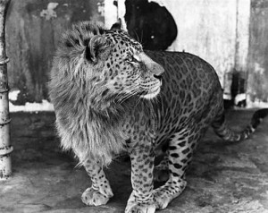 Leopon: Johnny is part lioness and part leopard, strong like a lion ...
