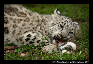 Snow Leopard Eating Prey