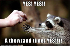 funny pictures racoon yes image photo picture