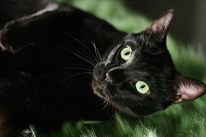 Black Cat Quotes and Sayings