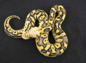 Clown, Pastel Clown & Killer Clown