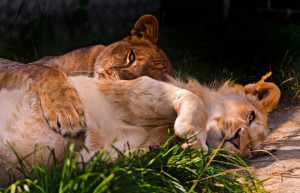 Lioness And Lion Cuddling