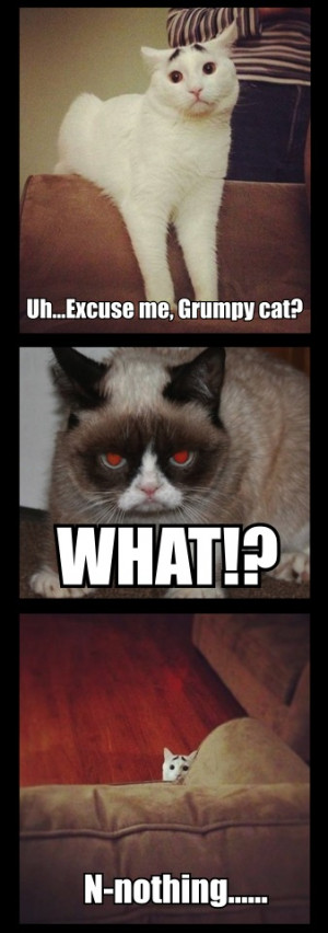 What's the Better Cat Meme: This Cat With Eyebrows or Grumpy Cat?