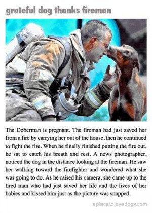 Fireman saves pregnant Doberman