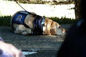 Retired Seeing Eye Dog Was