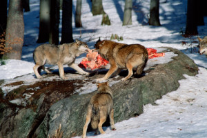 Wolves Eating Prey Wolf Its...
