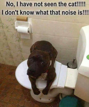 dog-cat-toilet-1.jpg