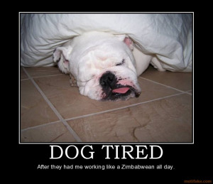 Tired Dog