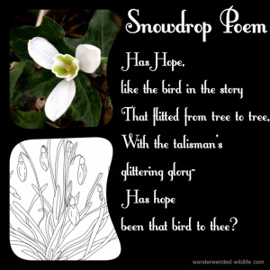 Flower Poem Collection @ wonderweirded-wildlife.com Free Flower Poems ...