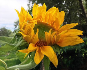 ... cannot see the shadow. It’s what sunflowers do.” – Helen Keller
