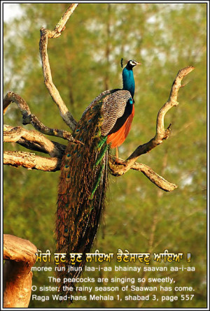 Peacocks Quotes