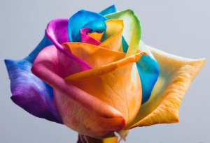 Happy_Roses_Rainbow_Rose_II_by_HappyRoses.jpg
