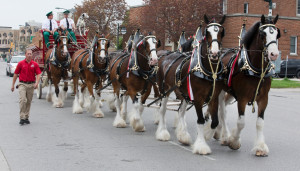The Budweiser Clydesdales clomp their way through downtown London in ...