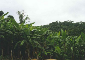 Tropical Rainforest Trees in Brazil