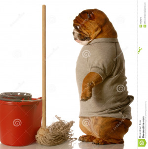 English bulldog standing up beside mop and bucket - janitor.