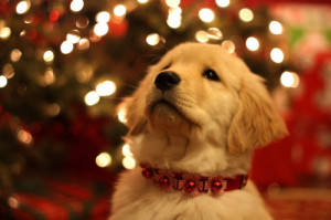 animal, christmas dog, cute, holiday puppy, puppy