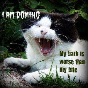 ... Domino , and this is my first time hosting. I’m a cat of few words