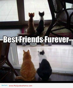 quotes | ... together - Funny animal friends | My Quotes Home - Quotes ...