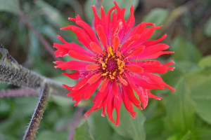 Zinnias, Spindly Tomatoes and a Produce Recipe From Her Garden!