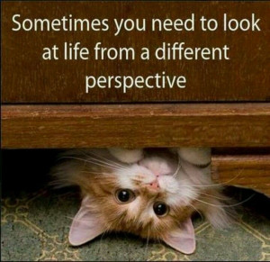 Inspirational quote from a smart cat!