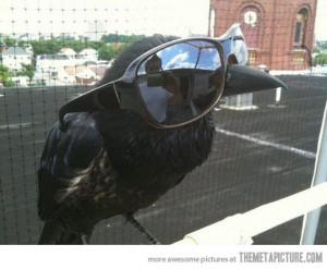 Funny photos funny crow wearing sunglasses