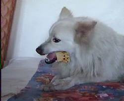 17. Dog demanding food 18. Dog eating chapati bread