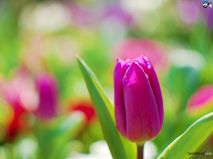 Wallpapers / Flowers / Tulips