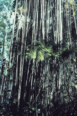 Bungle The Jungle Dictionary