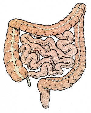 how to draw human small intestine anatomy