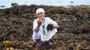 Moroccan woman gathers red seaweed in the coastal town of Moulay ...