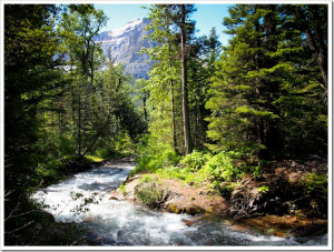 Mountain-stream-Glacier-National-Park