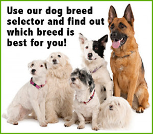 dog breed selector- group of dogs of different breeds