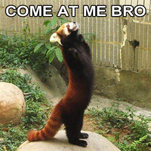 Come At Me Bro -Come at me bro! Red Panda edition.
