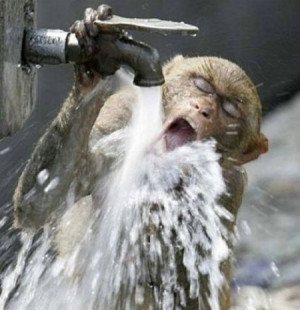 funny thirsty monkey funny thirsty monkey