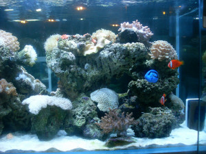 Marine Plants For Aquariums